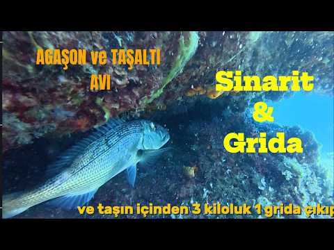 Agaşon ve Taşaltı Avı Anlatımlı