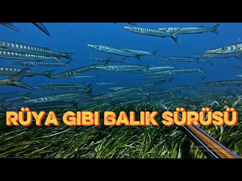Zıpkınla Balık Avlamak Zor mu?
